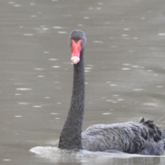 Cygnus atratus at Dareton, NSW - 14 Sep 2022