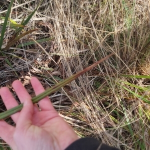 Dianella revoluta at Bungendore, NSW - 18 Sep 2022 03:20 PM