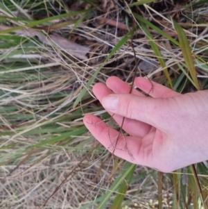 Dianella revoluta at Bungendore, NSW - 18 Sep 2022 03:20 PM