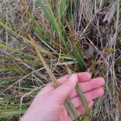 Dianella revoluta at Bungendore, NSW - 18 Sep 2022 03:20 PM