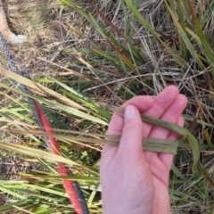 Dianella revoluta at Bungendore, NSW - 18 Sep 2022 03:20 PM