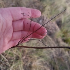 Dianella revoluta at Bungendore, NSW - 18 Sep 2022 03:20 PM