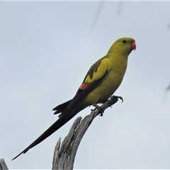 Polytelis anthopeplus monarchoides (Regent Parrot) at Hattah - Kulkyne National Park - 16 Sep 2022 by HelenCross