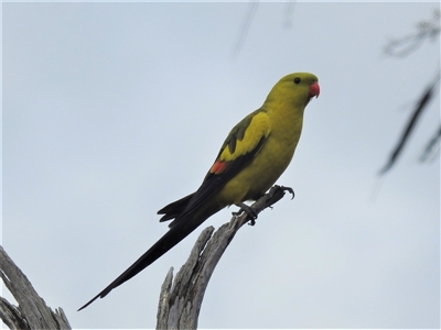 Polytelis anthopeplus monarchoides (Regent Parrot) at Hattah, VIC - 16 Sep 2022 by HelenCross