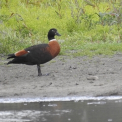 Tadorna tadornoides (Australian Shelduck) at Hattah - Kulkyne National Park - 16 Sep 2022 by HelenCross