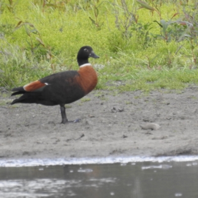 Tadorna tadornoides (Australian Shelduck) at Hattah, VIC - 16 Sep 2022 by HelenCross