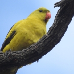 Polytelis anthopeplus monarchoides (Regent Parrot) at Hattah, VIC - 16 Sep 2022 by HelenCross