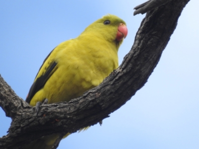 Polytelis anthopeplus monarchoides (Regent Parrot) at Hattah, VIC - 16 Sep 2022 by HelenCross