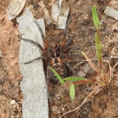 Unidentified Wolf spider (Lycosidae) at Hattah, VIC - 16 Sep 2022 by HelenCross