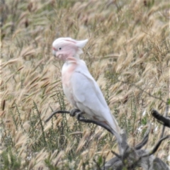 Lophochroa leadbeateri (Pink Cockatoo) at Hattah - Kulkyne National Park - 16 Sep 2022 by HelenCross