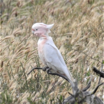 Lophochroa leadbeateri (Pink Cockatoo) at Hattah - Kulkyne National Park - 16 Sep 2022 by HelenCross