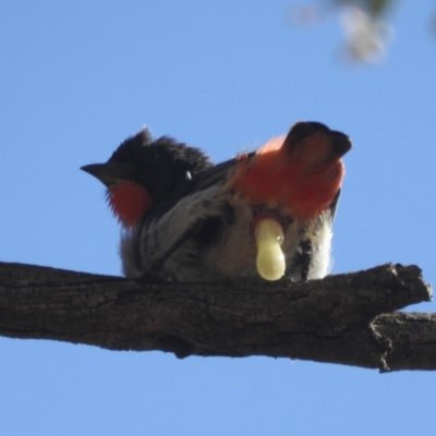 Dicaeum hirundinaceum (Mistletoebird) at Yenda, NSW - 17 Sep 2022 by HelenCross