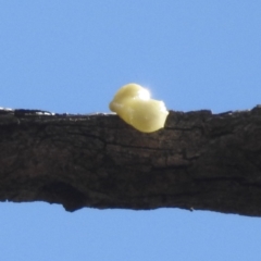 Dicaeum hirundinaceum at Yenda, NSW - 17 Sep 2022