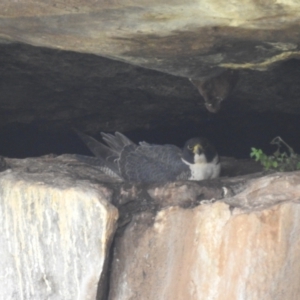 Falco peregrinus at Yenda, NSW - 17 Sep 2022