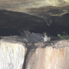 Falco peregrinus (Peregrine Falcon) at Cocoparra National Park - 17 Sep 2022 by HelenCross