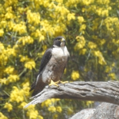 Falco peregrinus at Yenda, NSW - 17 Sep 2022