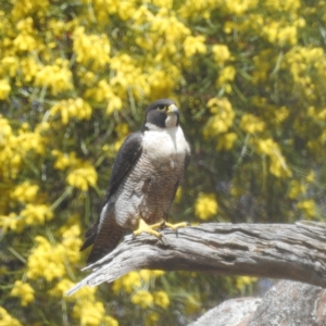 Falco peregrinus at Yenda, NSW - 17 Sep 2022