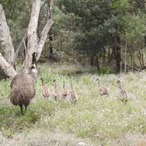 Dromaius novaehollandiae at Myall Park, NSW - 17 Sep 2022 01:48 PM