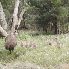 Dromaius novaehollandiae (Emu) at Myall Park, NSW - 17 Sep 2022 by HelenCross