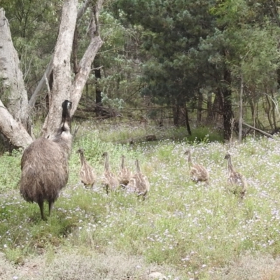 Dromaius novaehollandiae (Emu) at Cocoparra National Park - 17 Sep 2022 by HelenCross