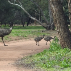 Dromaius novaehollandiae at Myall Park, NSW - 17 Sep 2022 01:48 PM