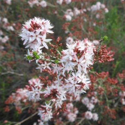 Calytrix tetragona (Common Fringe-myrtle) at Cocoparra National Park - 17 Sep 2022 by HelenCross