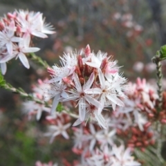 Calytrix tetragona at Myall Park, NSW - 17 Sep 2022