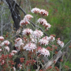 Calytrix tetragona at Myall Park, NSW - 17 Sep 2022