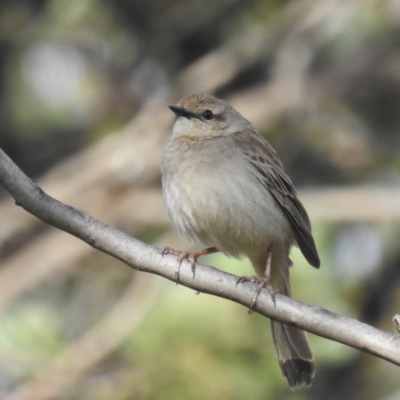 Cincloramphus mathewsi (Rufous Songlark) at Cocoparra National Park - 17 Sep 2022 by HelenCross