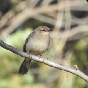 Cincloramphus mathewsi at Binya, NSW - 17 Sep 2022