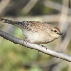 Cincloramphus mathewsi at Binya, NSW - 17 Sep 2022