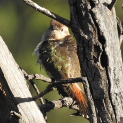 Chrysococcyx basalis (Horsfield's Bronze-Cuckoo) at Cocoparra National Park - 17 Sep 2022 by HelenCross