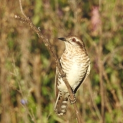 Chrysococcyx basalis (Horsfield's Bronze-Cuckoo) at Cocoparra National Park - 17 Sep 2022 by HelenCross