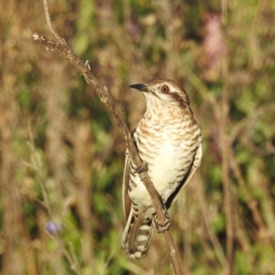 Chrysococcyx basalis (Horsfield's Bronze-Cuckoo) at Myall Park, NSW - 17 Sep 2022 by HelenCross