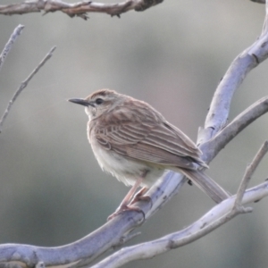 Cincloramphus mathewsi at Binya, NSW - 17 Sep 2022 05:27 PM