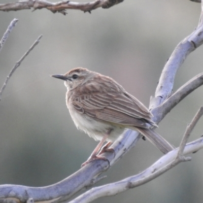 Cincloramphus mathewsi (Rufous Songlark) at Binya, NSW - 17 Sep 2022 by HelenCross