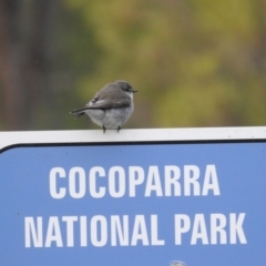 Microeca fascinans (Jacky Winter) at Cocoparra National Park - 17 Sep 2022 by HelenCross