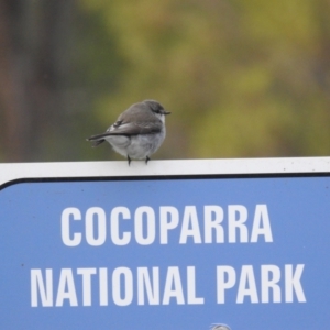 Microeca fascinans at Myall Park, NSW - 17 Sep 2022 05:32 PM