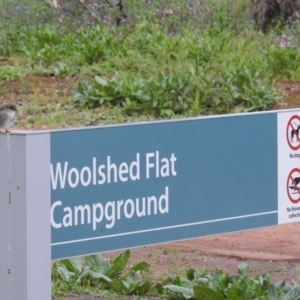 Microeca fascinans at Myall Park, NSW - 17 Sep 2022 05:32 PM