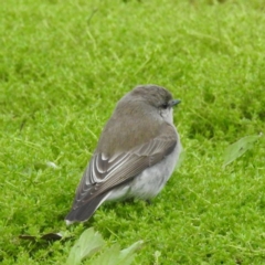 Microeca fascinans at Myall Park, NSW - 17 Sep 2022 05:32 PM