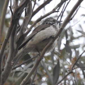 Plectorhyncha lanceolata at Myall Park, NSW - 18 Sep 2022