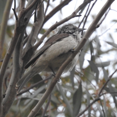 Plectorhyncha lanceolata (Striped Honeyeater) at Myall Park, NSW - 17 Sep 2022 by HelenCross