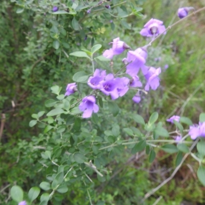Prostanthera ovalifolia (Purple Mintbush) at Cocoparra National Park - 17 Sep 2022 by HelenCross