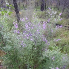 Prostanthera ovalifolia at Myall Park, NSW - 18 Sep 2022 07:12 AM