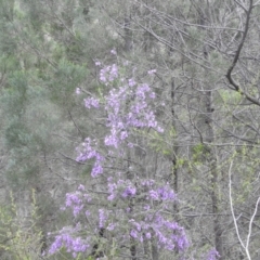 Prostanthera ovalifolia at Myall Park, NSW - 18 Sep 2022 07:12 AM