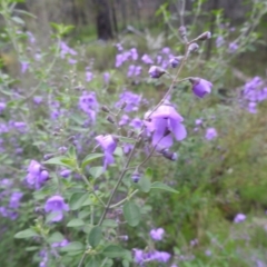 Prostanthera ovalifolia at Myall Park, NSW - 18 Sep 2022