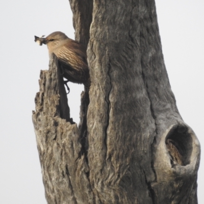 Climacteris picumnus picumnus (Brown Treecreeper) at Myall Park, NSW - 17 Sep 2022 by HelenCross