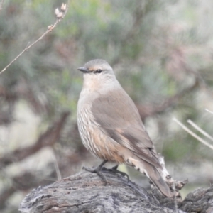 Climacteris picumnus picumnus at Cocoparra National Park - 18 Sep 2022