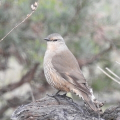 Climacteris picumnus at Myall Park, NSW - 18 Sep 2022