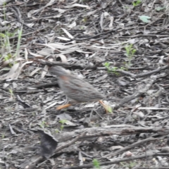 Turnix varius (Painted Buttonquail) at Myall Park, NSW - 17 Sep 2022 by HelenCross